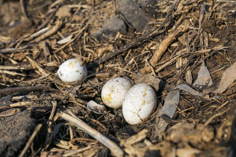 Nest with Eggs of Wild Birds in the Park Stock Photo Image of fall
