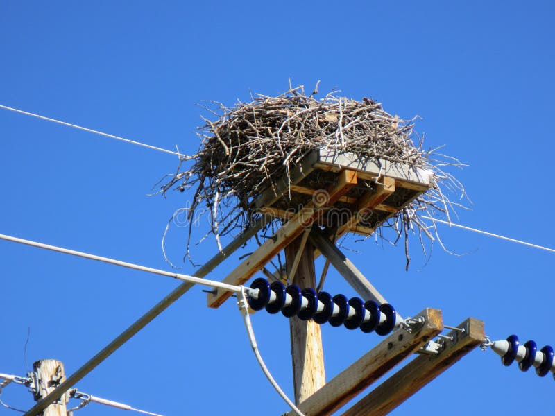 nest-on-electric-transmission-wires-stock-image-image-of-insulators