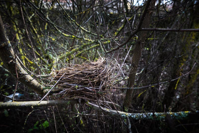 Nest stock image. Image of closely, three, animal, tree 86253647