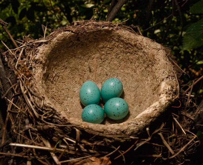 Nest with green eggs stock image. Image of outdoors, laying 7550687