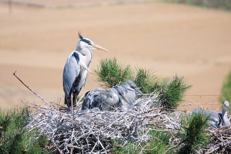 Baby Heron Images - Download 1,866 Royalty Free Photos ...