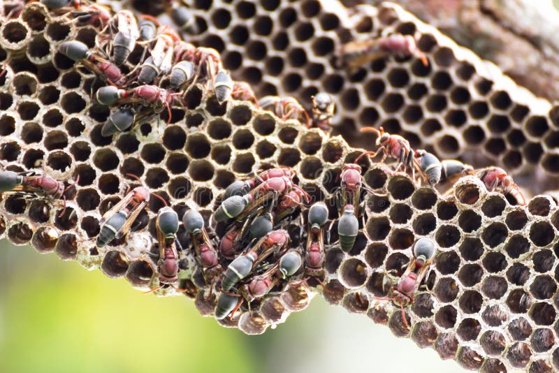 Nest of Hornet