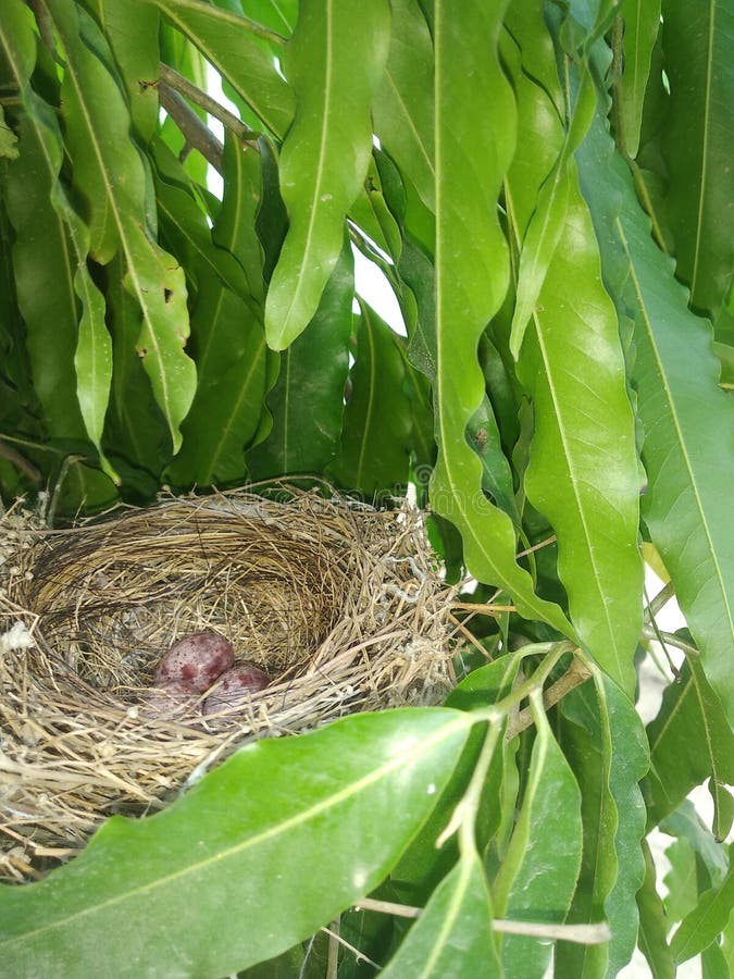 The Nest of an INDIAN BIRD stock photo. Image of indian 225712890