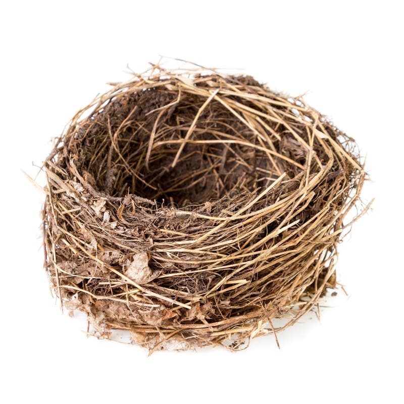 Nest isolated on white Empty nest of a common blackbird royalty free stock image Nest isolated on white Empty nest of a common blackbird royalty free stock image