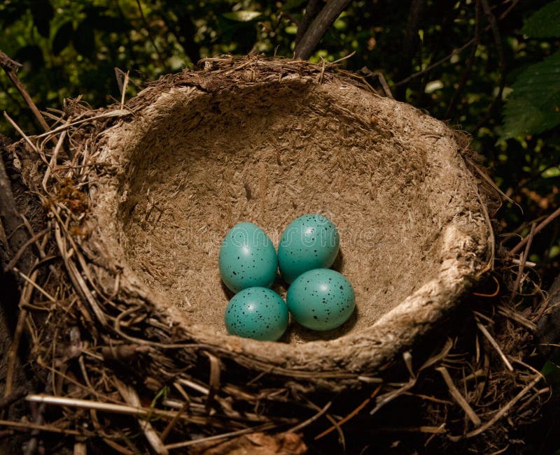 Bemiddelaar Vermelding Dollar Nest met groene eieren stock afbeelding. Image of vogel - 7550687
