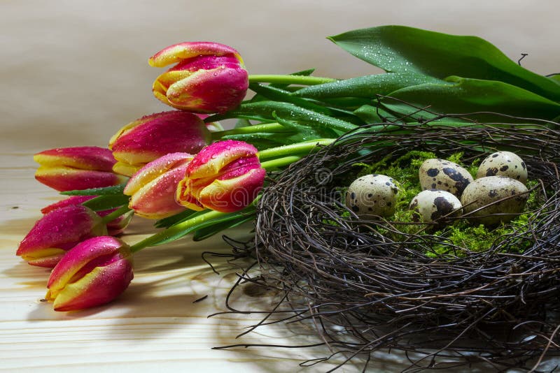 Nest with quail eggs and fresh red yellow tulips as easter or s