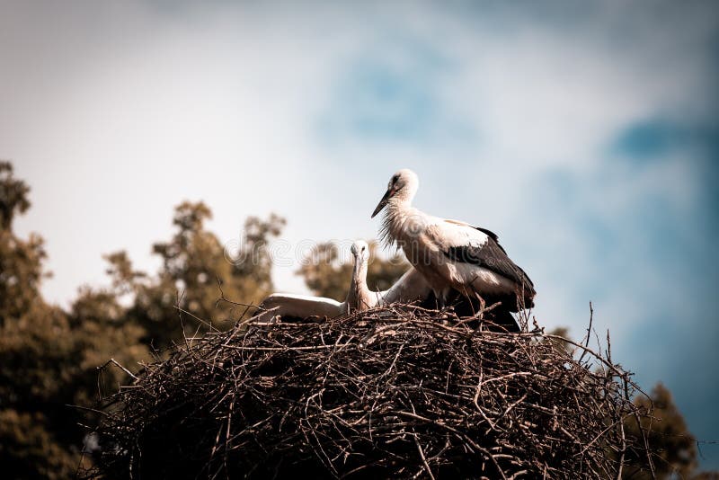 Nest of storks high above the ground, Slovakia