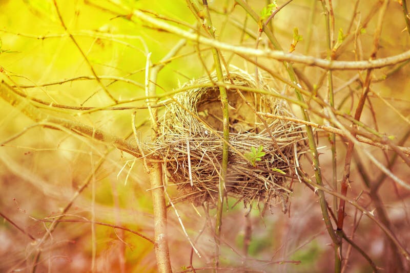 Nest of straw stock photo. Image of white, plant, leaf 120020814