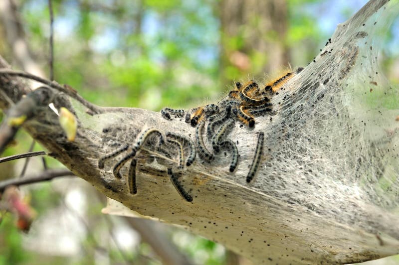 Detallado de nido de destructivo una carpa orugas, veces la llamada menor orugas, en un árbol.