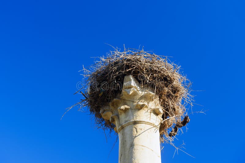 Nest van ooievaars op pijler Roman ruïnes, oude Roman stad van Volubilis marokko royalty-vrije stock foto Nest van ooievaars op pijler Roman ruïnes, oude Roman stad van Volubilis marokko royalty-vrije stock foto