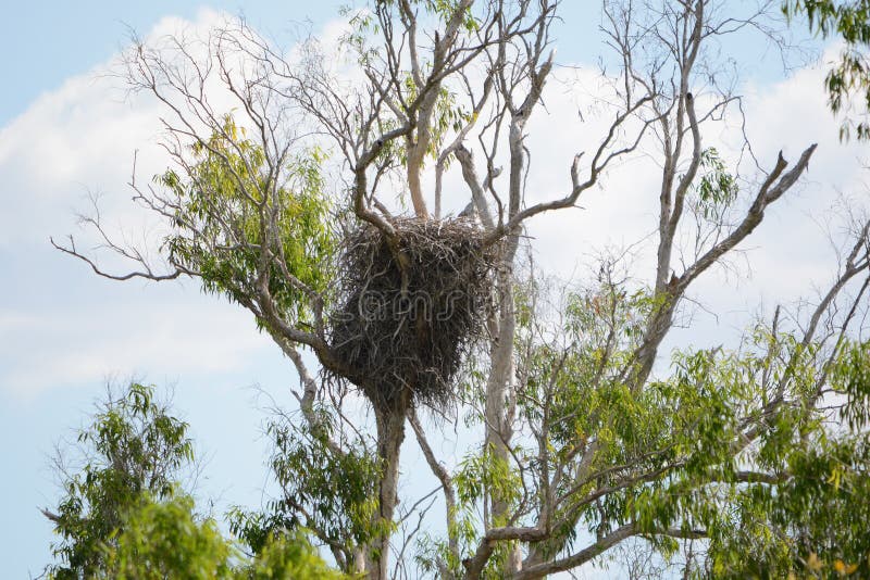 Nest of a White bellied sea eagle near Darwin Western Australia. royalty free stock photo Nest of a White bellied sea eagle near Darwin Western Australia. royalty free stock photo