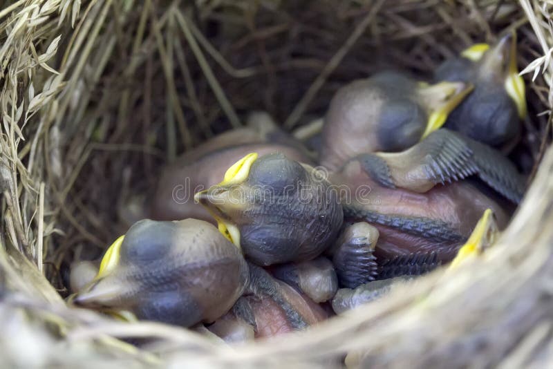 A Nest with Young Naked Chicks Stock Photo - Image of yellow, naked