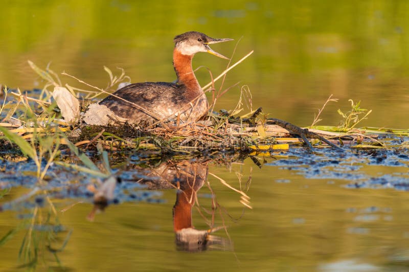 Broedende Roodhalsfuut (Podiceps grisegena) royalty-vrije stock foto