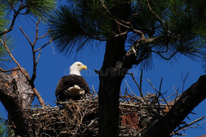 Bald Eagles stock image. Image of power, nature, balding - 2391461