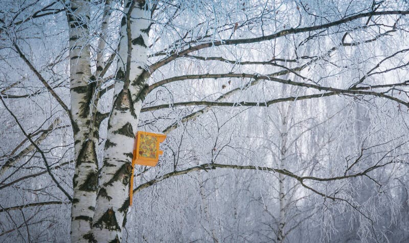 Nesting box on birch