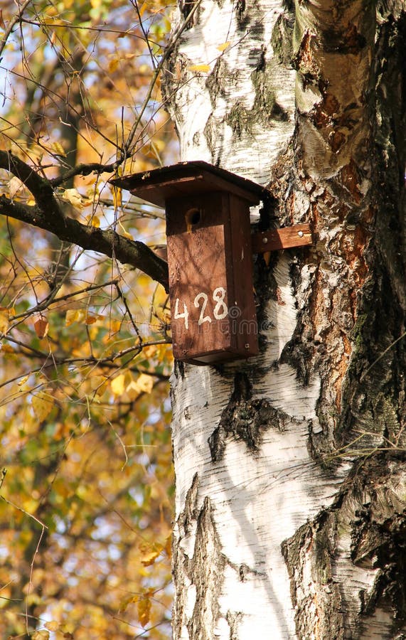 Nesting box on the birch