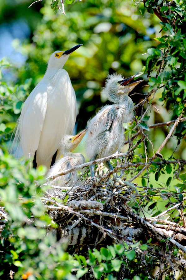 A white egret family nesting up in a tree waiting for the other parent to bring food. royalty free stock image A white egret family nesting up in a tree waiting for the other parent to bring food. royalty free stock image