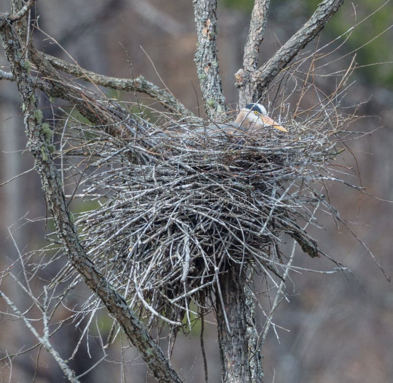 Nesting Great Blue Heron stock image. Image of wild, spring 88147439