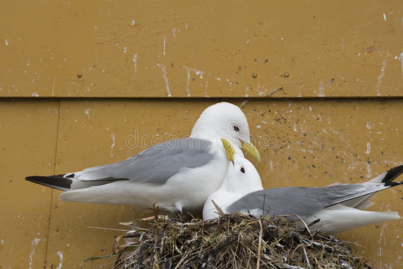 Nesting Kittiwakes birds