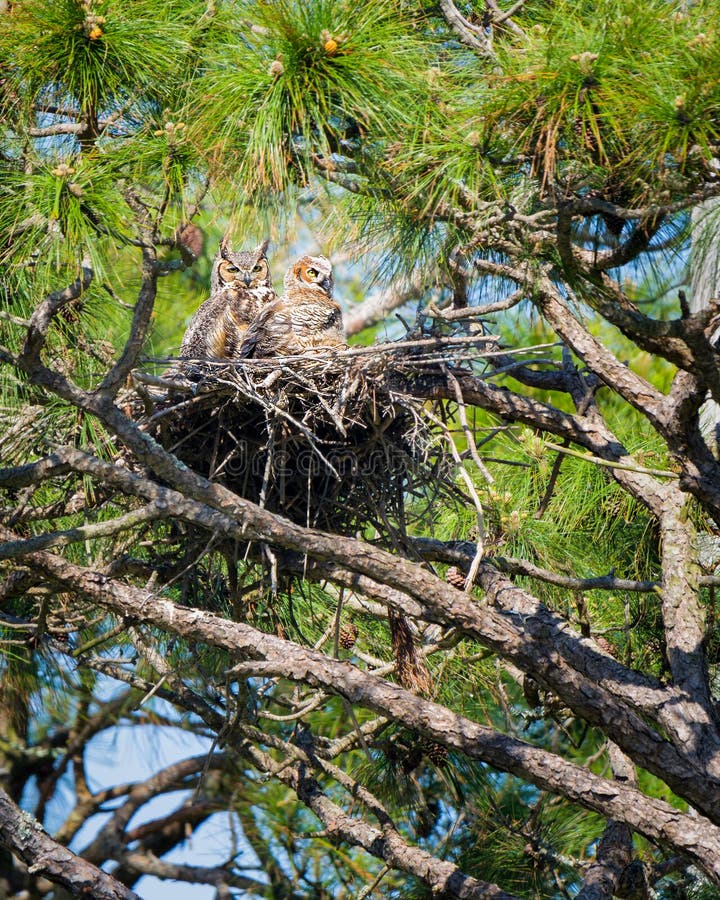 Nesting Owls stock photo. Image of bird, tree, shalimar 52472070