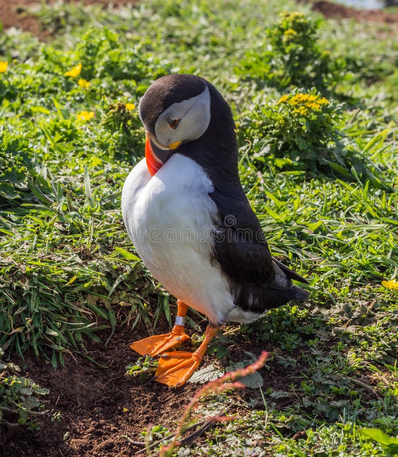 Nesting puffins royalty free stock photo