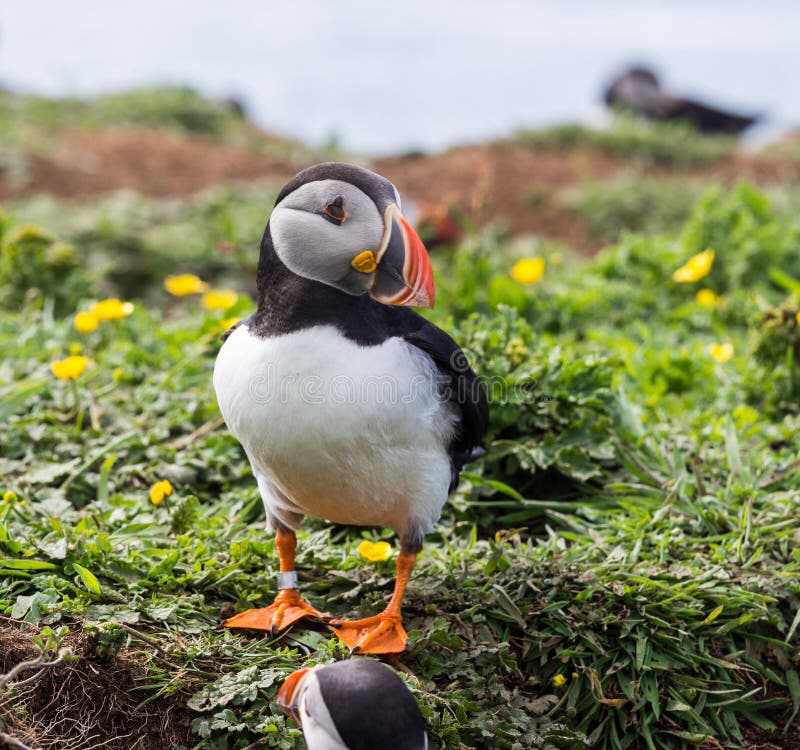 Nesting puffins stock photo