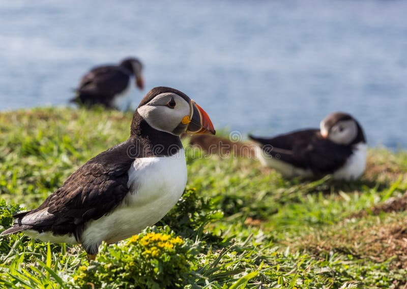 Nesting puffins royalty free stock photography