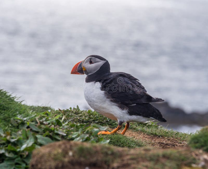 Nesting puffins stock photos