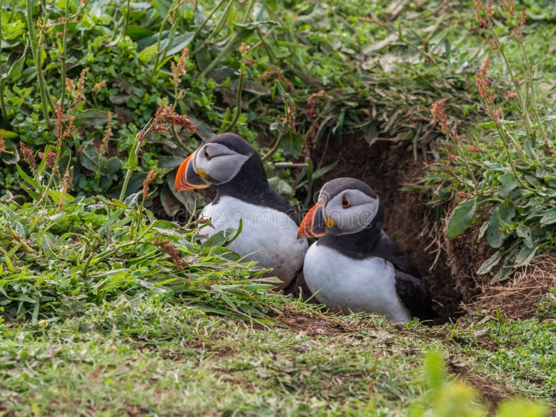 Nesting puffins royalty free stock image