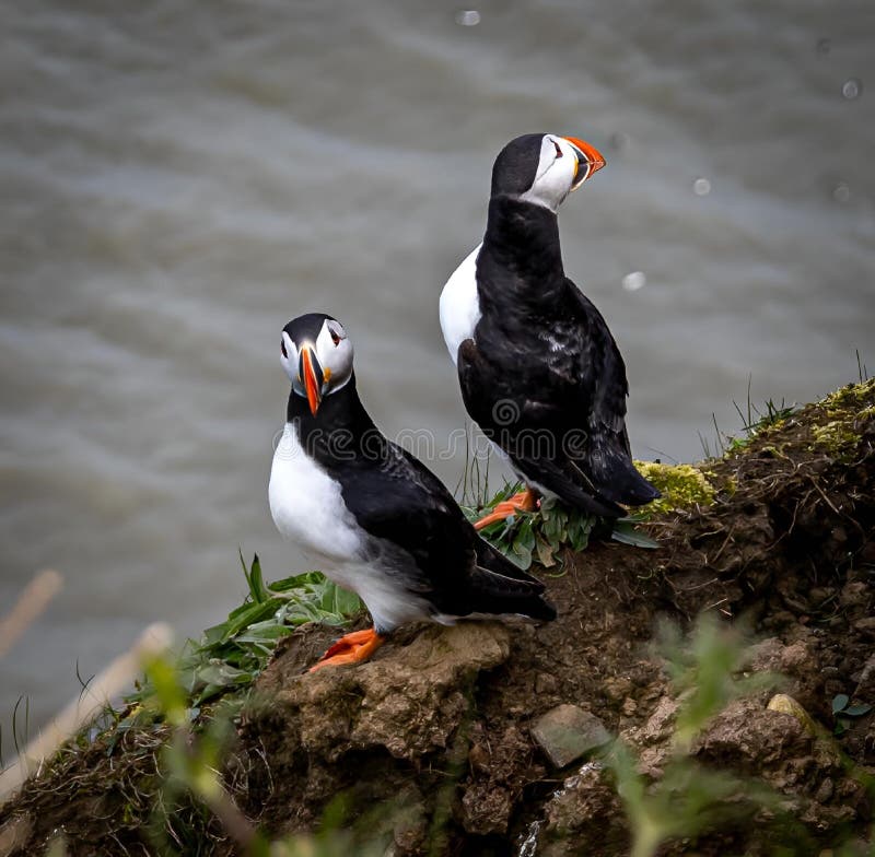 Nesting puffins at Sowerby cliffs royalty free stock photography