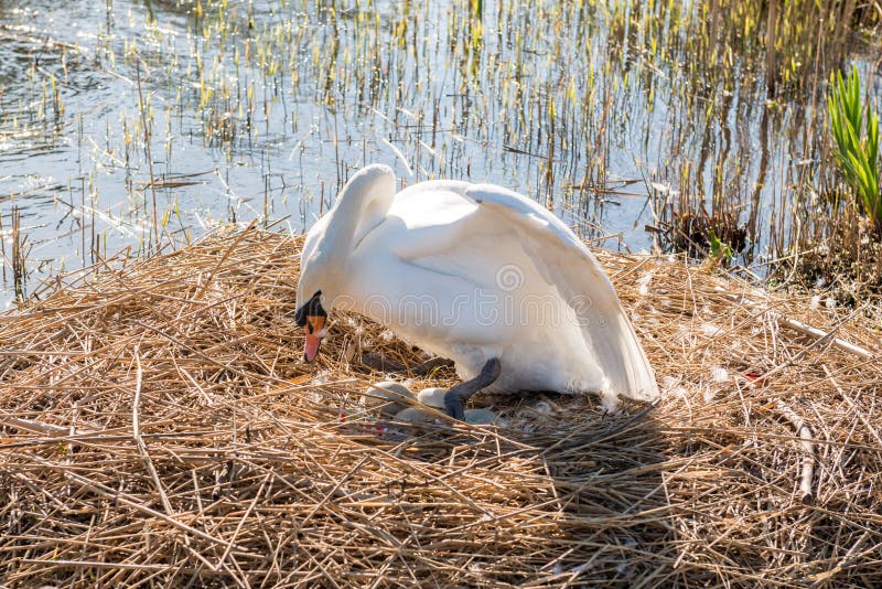 787 Nesting Swan Photos Free & RoyaltyFree Stock Photos from Dreamstime