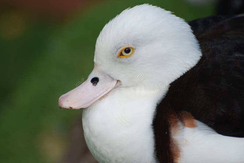 Nesting White Duck With Yellow Eyes Stock Photo Image of waterfowl