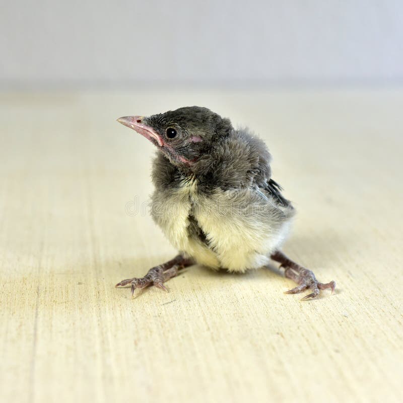 Nestling Baby Blue Jay Bird Stock Photo Image Of Nestling Bird Nestling Baby Blue Jay Bird Stock Photo Image Of Nestling Bird