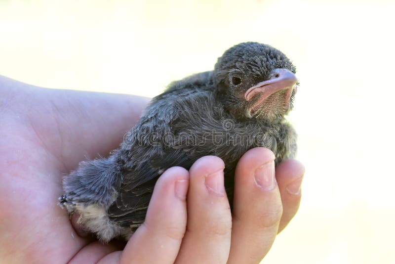 newborn baby blue jay bird
