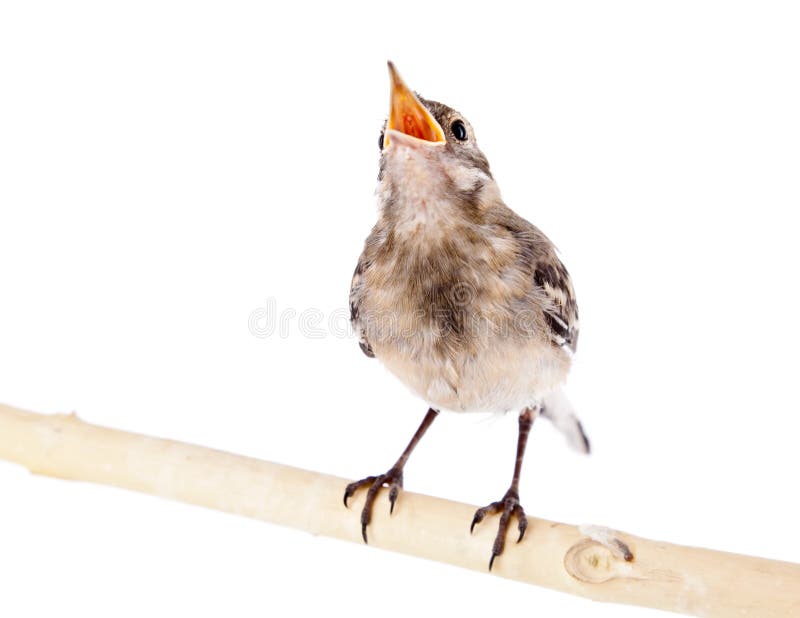 Nestling of bird (wagtail)