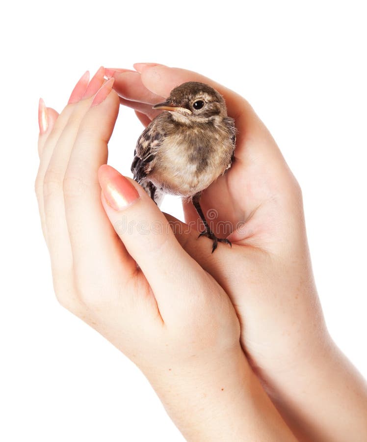 Nestling of bird (wagtail) on hand