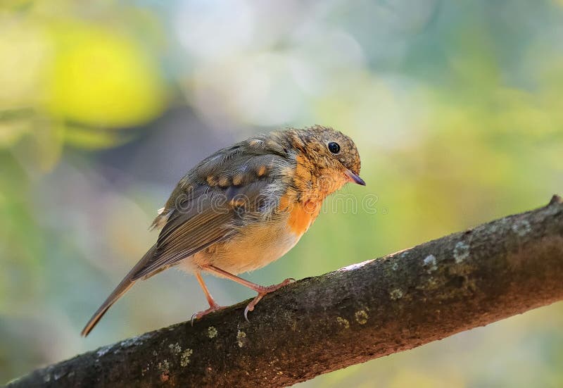 Nestling Rotkehlchen auf einer Niederlassung im Park lizenzfreie stockfotos Nestling Rotkehlchen auf einer Niederlassung im Park lizenzfreie stockfotos