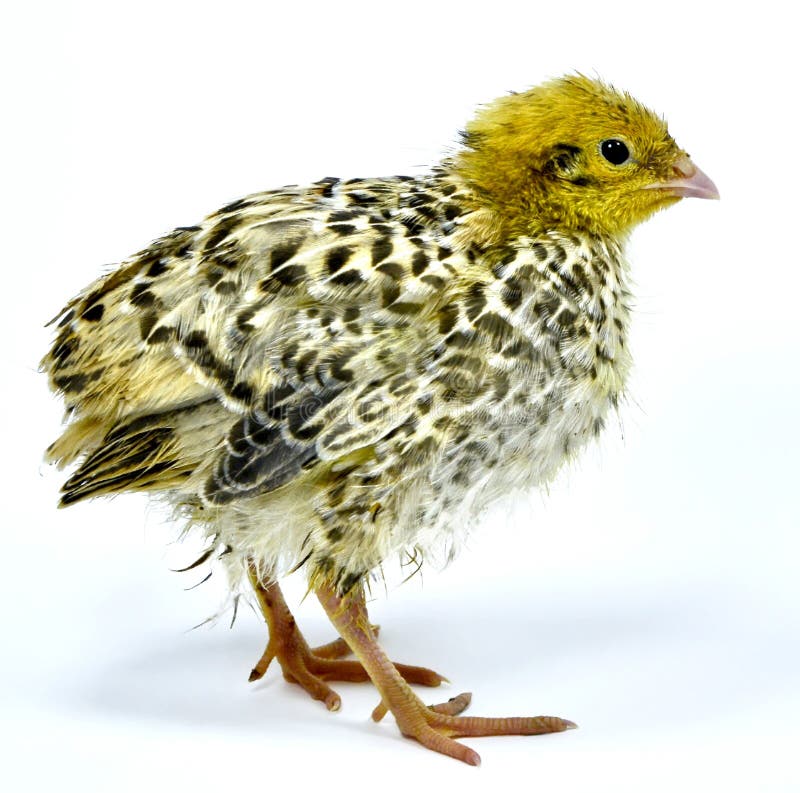 Nestling Of Yellow Quail Strain Stock Image Image of nature, nice