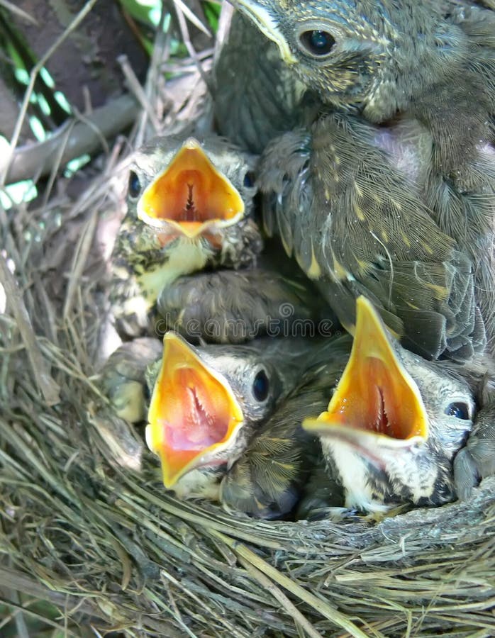 Song-thrush nest with nestlings inside. Song-thrush nest with nestlings inside