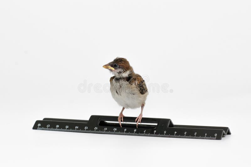 Nestlingsspatz mit einem Machthaber schaut nach links, lokalisiert lizenzfreie stockfotos Nestlingsspatz mit einem Machthaber schaut nach links, lokalisiert lizenzfreie stockfotos