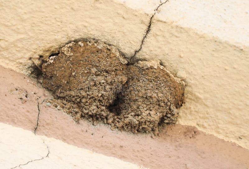 Nests of swallows under the roof of a house stock images