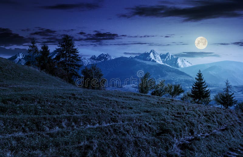 Net bos op grasrijke helling in tatras bij nacht stock foto Net bos op grasrijke helling in tatras bij nacht stock foto