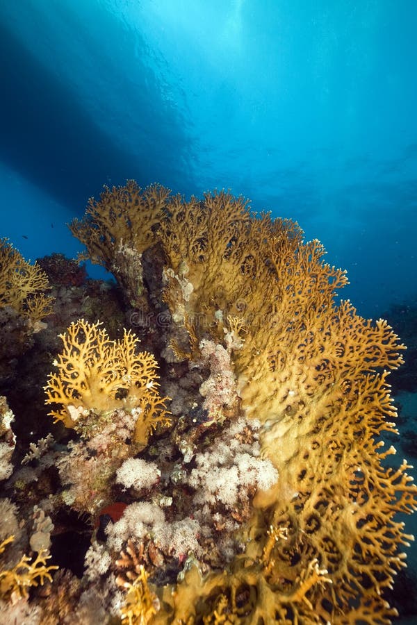 Blade fire coral stock photo. Image of millepora, complanata - 18114366