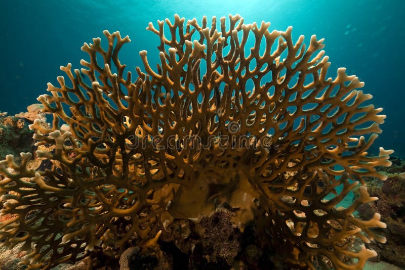 Net Fire Coral in the Red Sea. Stock Photo Image of reef, colony 17348032