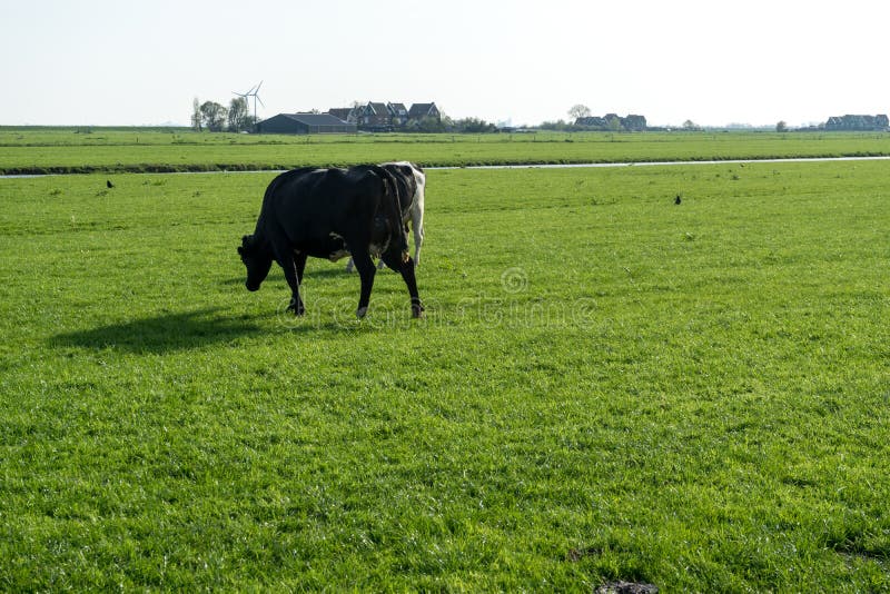 Netherlandswetlandsmaarken A Cow Grazing On A Lush Green Field Stock