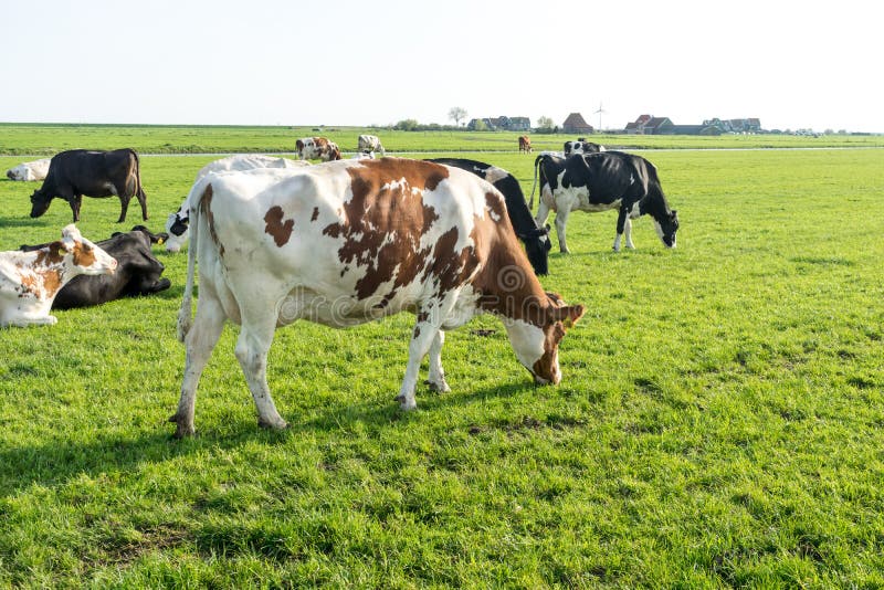 Netherlandswetlandsmaarken A Herd Of Cattle Standing On Top Of A