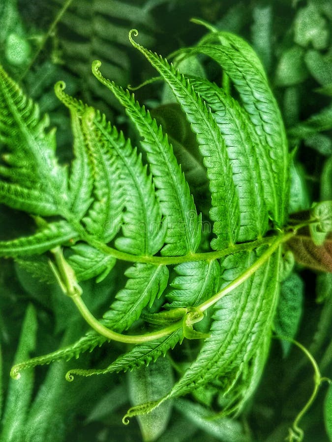 Nett ein grüner Baum lizenzfreies stockfoto Nett ein grüner Baum lizenzfreies stockfoto