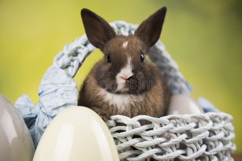Nett wenig Kaninchen mit Korbhintergrund stockbild Nett wenig Kaninchen mit Korbhintergrund stockbild