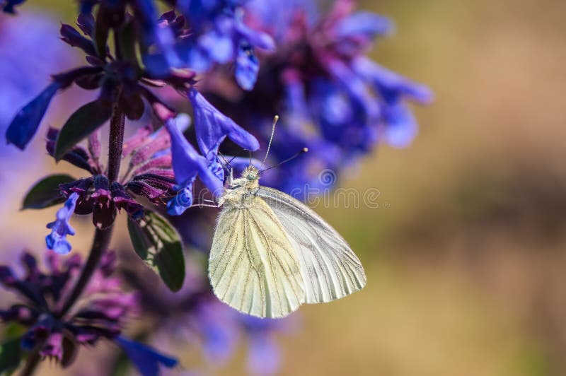 Nettare del fiore di farfalla fotografie stock libere da diritti Nettare del fiore di farfalla fotografie stock libere da diritti