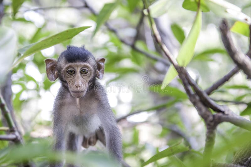 Nette Affeleben in einem Naturwald von Thailand lizenzfreies stockbild Nette Affeleben in einem Naturwald von Thailand lizenzfreies stockbild